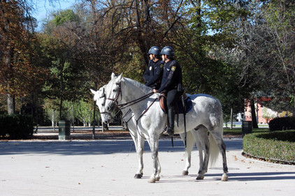 Polizei auf weißen Pferden in Madrid