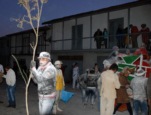 Stechginsterträger in Laza