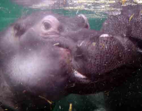 Flusspferd durch Glascheibe fotografiert in Spanien