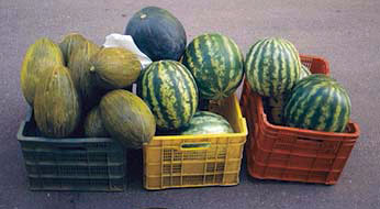 Melonen aus Spanien
