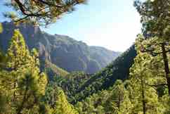 Sattgrüne Natur der Kanareninsel La Palma