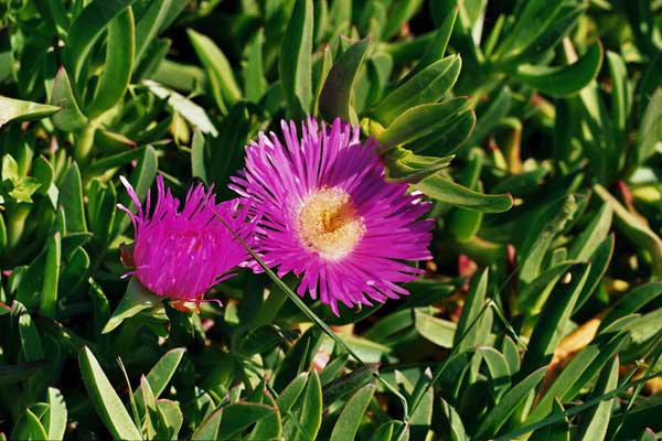 Blume, Girona, Spanien