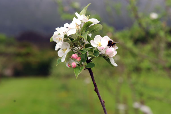 Apfelbaum mit Biene in Asturien