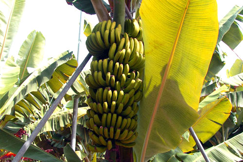 Bananen der kanarischen Inseln
