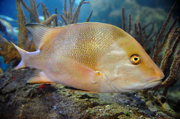 Fisch im Aquarium in Galicien