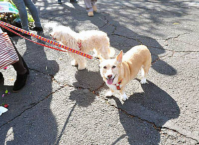 Zwei kleine Hunde an der Leine