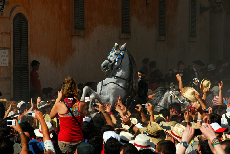 Menorquiner Pferd, tb