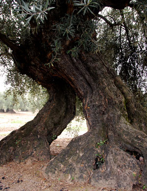 Olivenbäume in Andalusien namens Romeo und Julia, weil in sich verschlungen