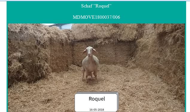 Crowdfarming: Schaf aus Spanien