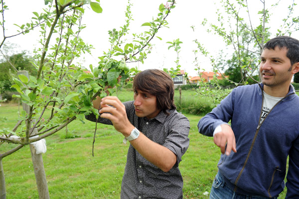 Luis untersucht auf seiner Apfelweinplantage des Landhauses Cuartamenteru mit einem Verwandten die Blüten, tb