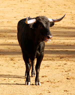 Spanischer Stier in den Arena