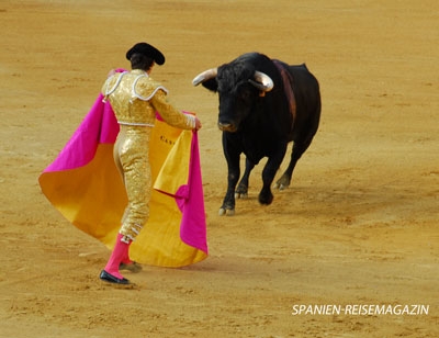 Ein torero steht einem Stier mit dem Tuch muleta gegenüber