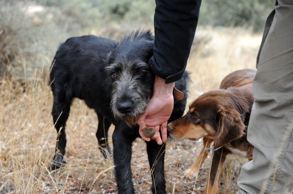 Trüffelhunde nehmen den Geruch der Trüffel auf