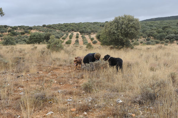Trüffelhunde in Spanien zwischen Steineichen