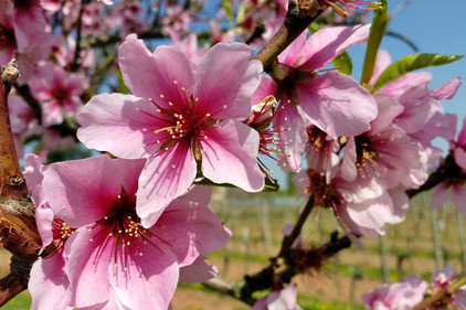 Flora de Mallorca