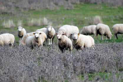 Merino-Schafe