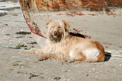 Hund an einem Boot am Strand von Galicien