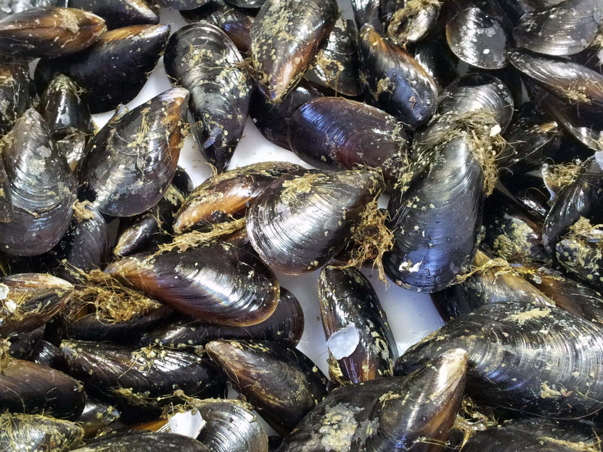 mejillones sind Miesmuscheln
