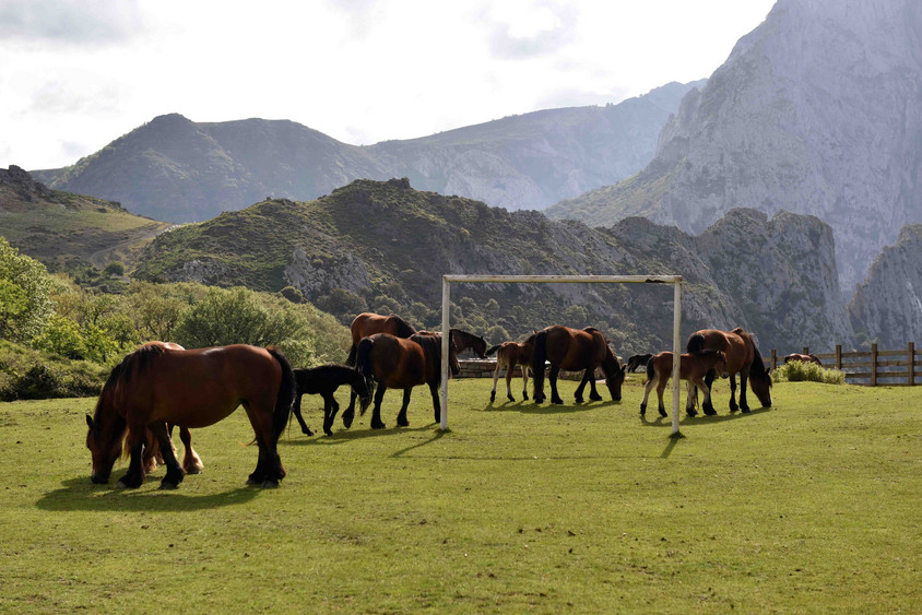 Pferde in den Picos