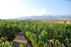 Weinreben im Baskenland