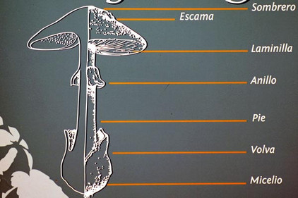 Schaubild mit Pilz aus Spanien