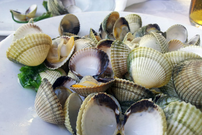 Venusmuscheln aus Spanien