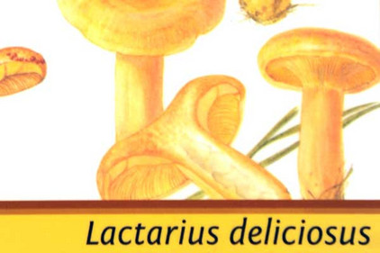 gezeichnete Pilzart Milchlinge