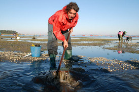 Muschelsammler in Galicien, tb