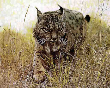 Pardelluchs