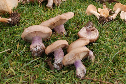 Rötelrittlinge als Pilze auf einem Tisch