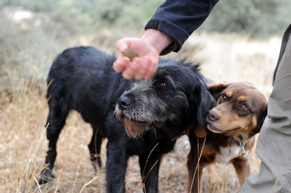 Trüffelhunde schnuppern