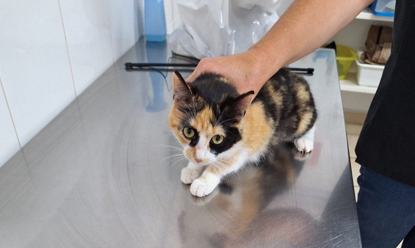 Katze aus dem Tierheim