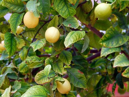 lem&oacute;n ist das spanische Wort f&uuml;r Zitrone