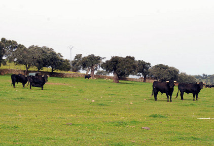 Kampfstiere in Spanien