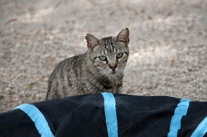 Katze aus Spanien