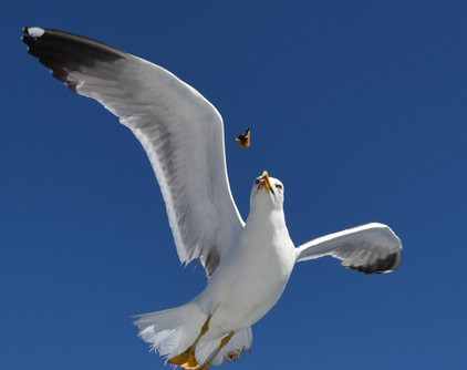 Möwe mit Miesmuschel Möwe in Spanien