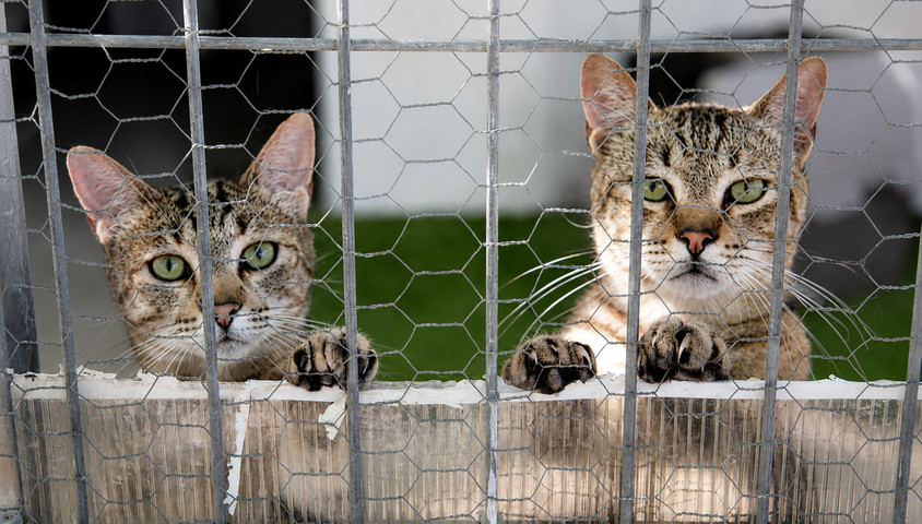 Katzen in Spanien unter Schutz