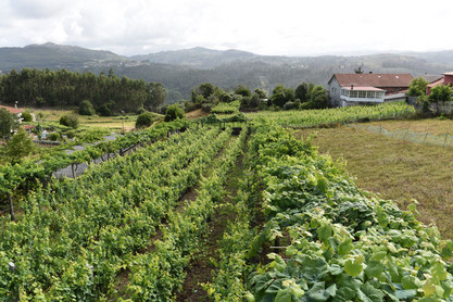 Gen&uuml;sefeld in Galicien