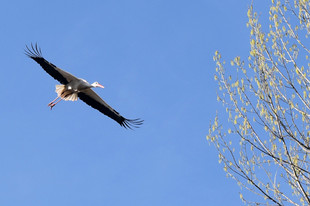 Storch in Spanien