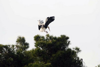 Storch
