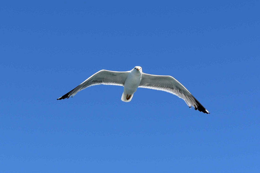 Gelbfußmöwe Gelbfußmöwe