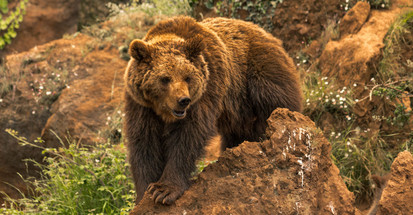 Spanischer Braunbär Oso Pardo