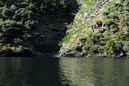 Trauben am Wasser, tb