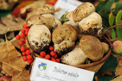 Steinpilze aus Spanien in einem Korb
