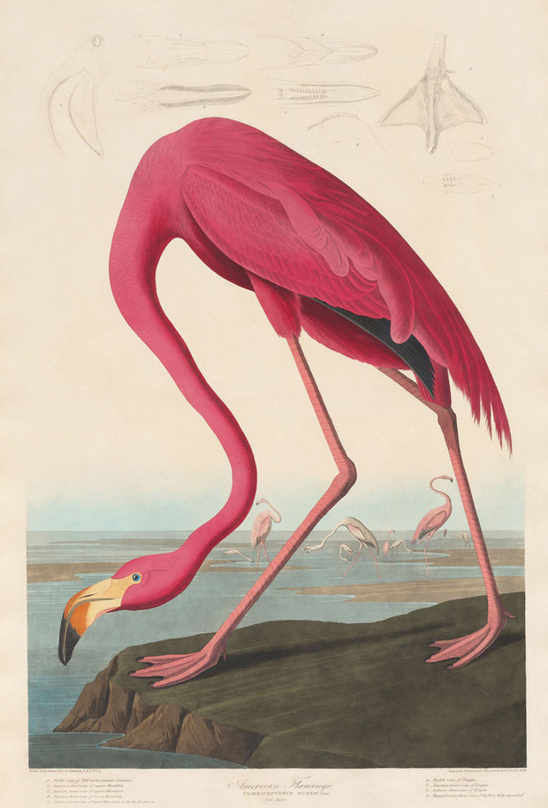 Flamingo aus Amerika