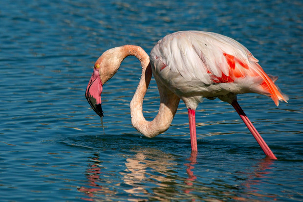 Flamingo in Spanien