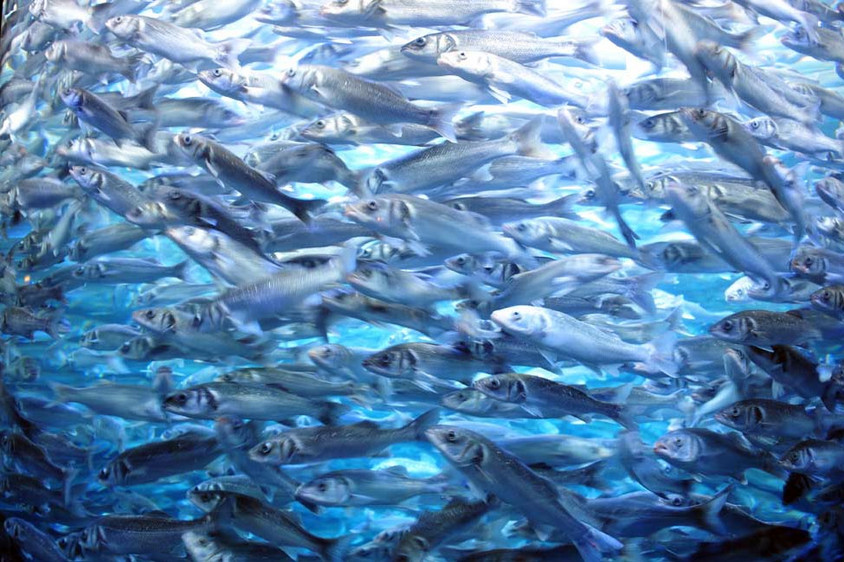 Fischschwarm Fischschwarm