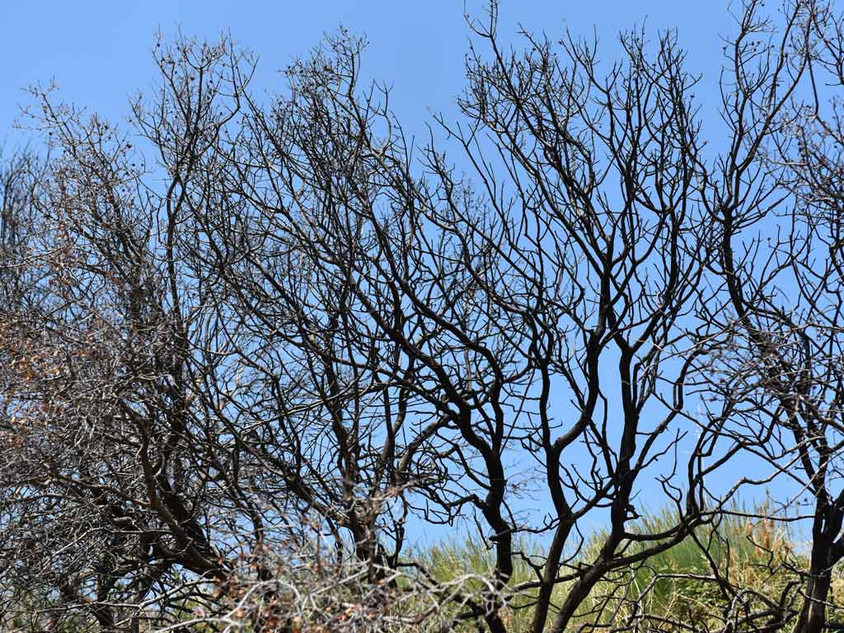 Nach einem Waldbrand in Spanien