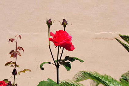 Rose vor heller Wand in Spanien