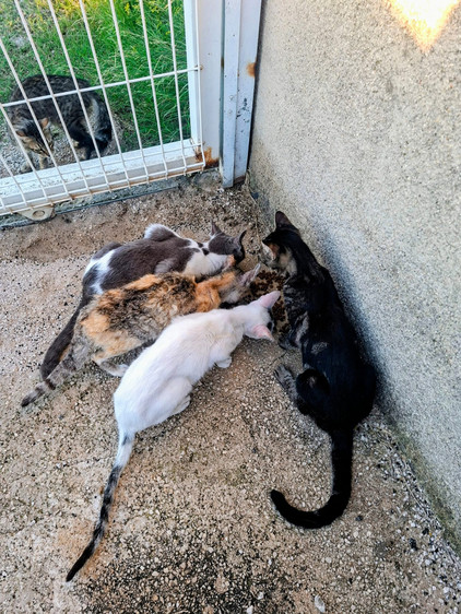 Katzen in Spanien Katzen in Spanien
